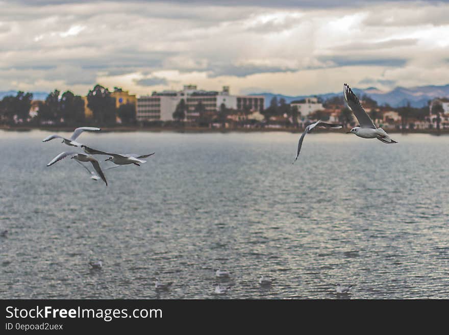 Flock of White and Black Albatross Above Sea at Daytime