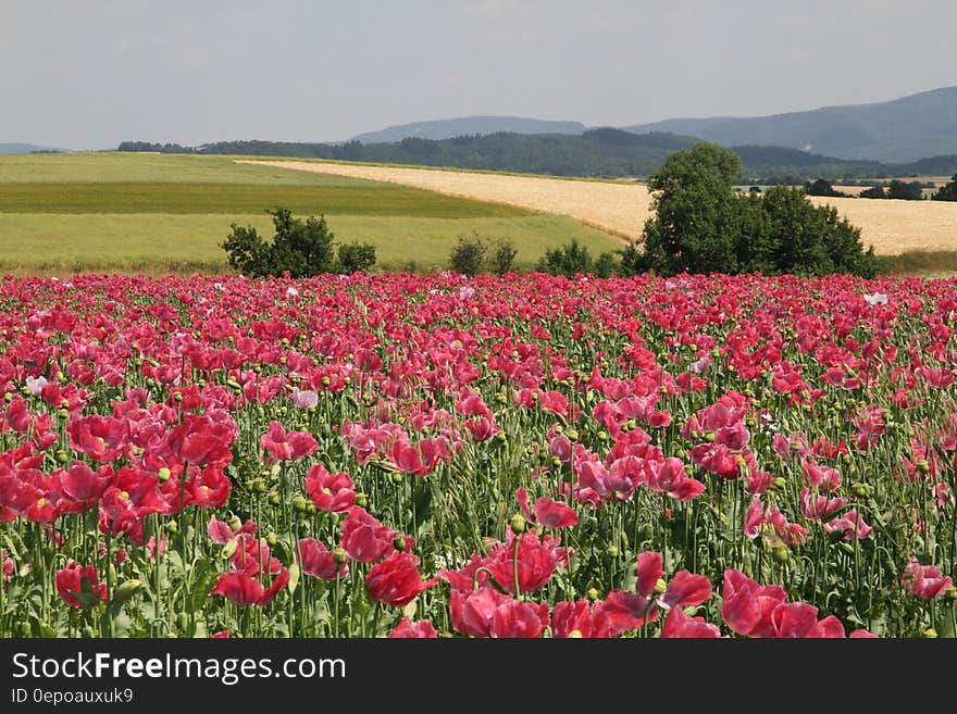 Landscape with field of red poppies among other agricultural fields and beyond dark distant hills, gray sky. Landscape with field of red poppies among other agricultural fields and beyond dark distant hills, gray sky.