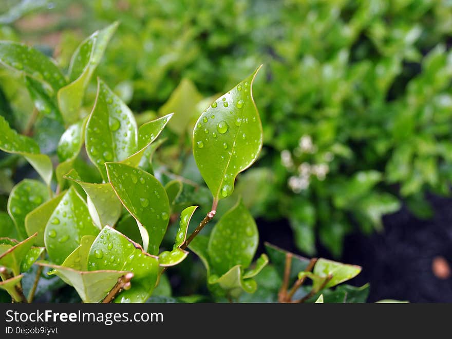 Green Leaves With Water Droplets