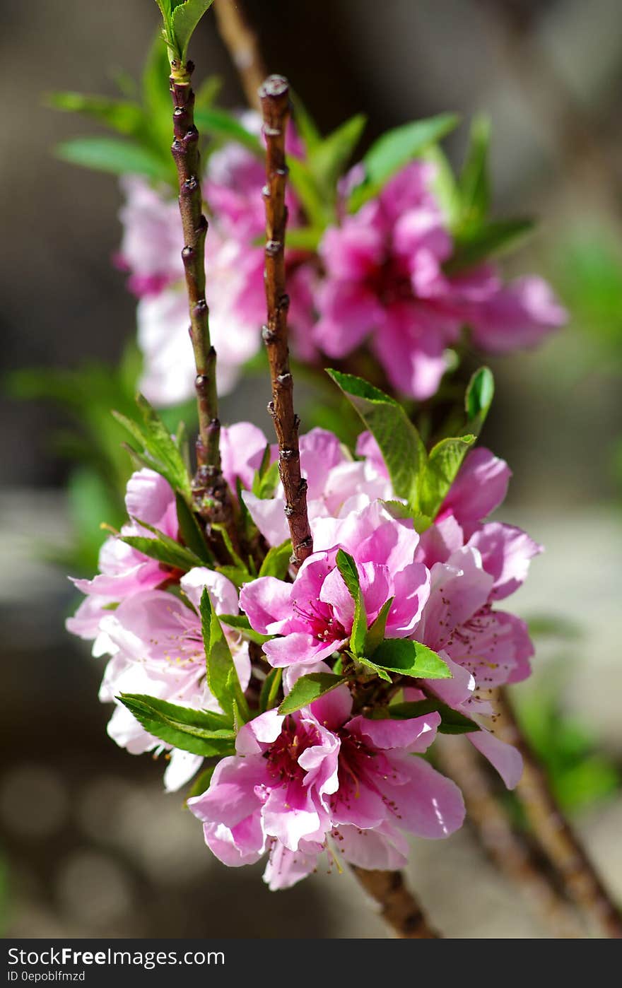 Pink flowers blooming on branches. Pink flowers blooming on branches.