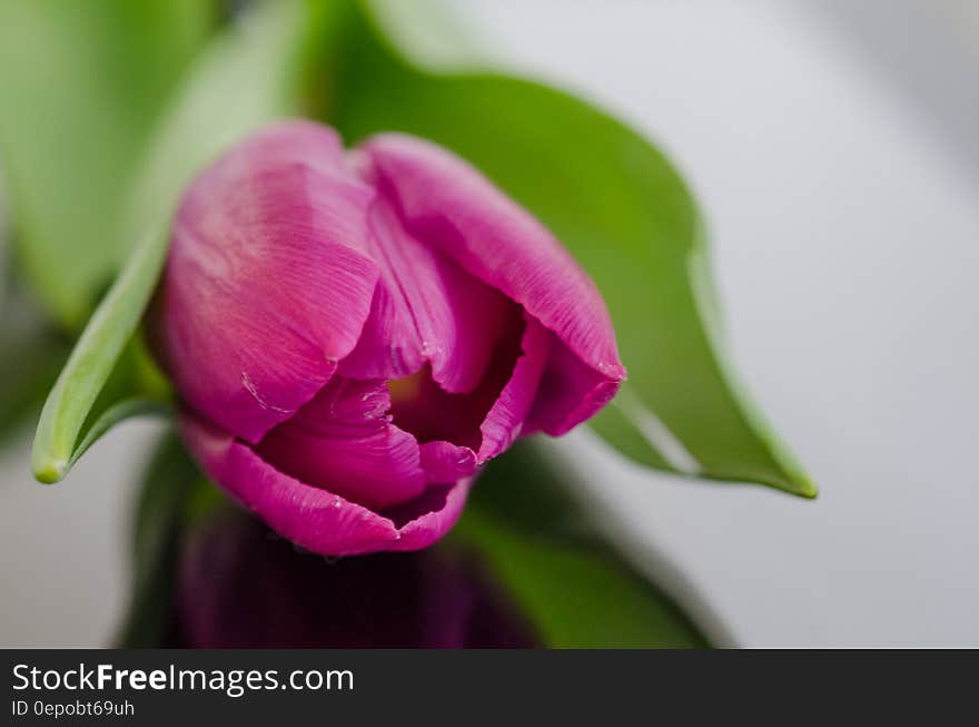 A close up shot of a purple tulip bud.