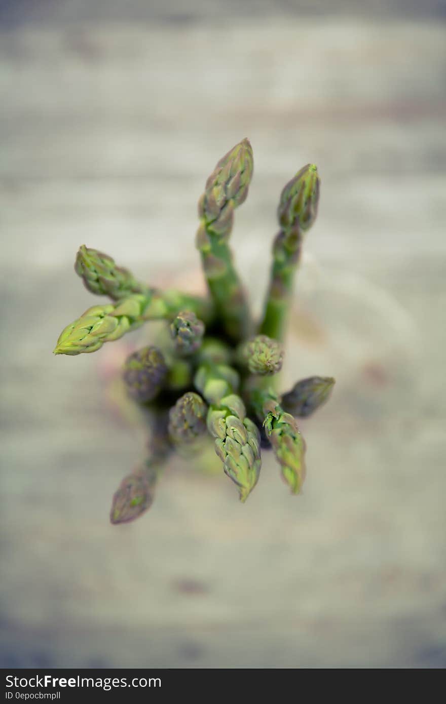 Selective Focus Photo of Green Leaf Plant