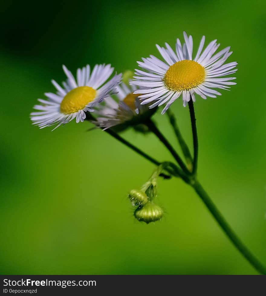 Selective Focus Photo of Daisy Flowers