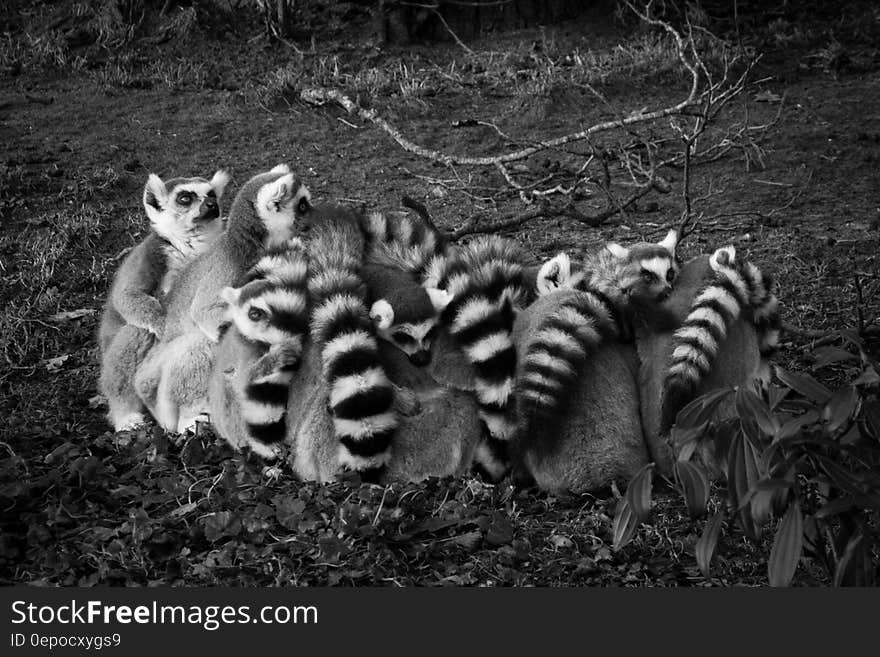 Gray Scale of Lemur