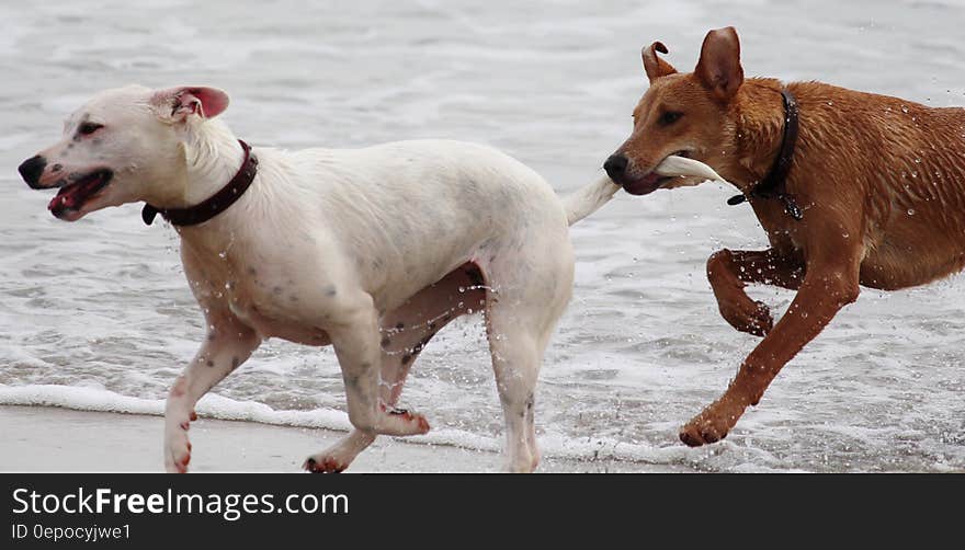 White Short Coat Dog