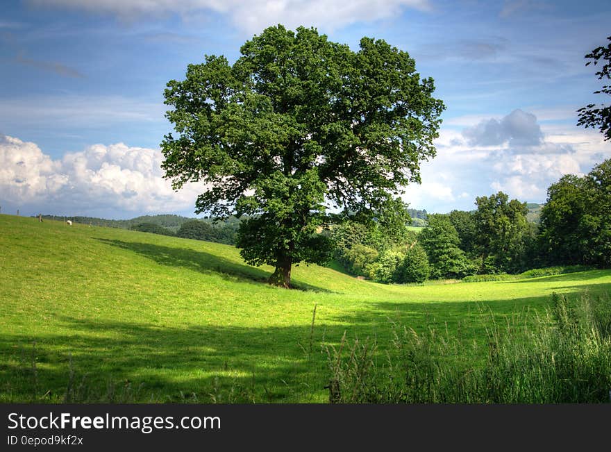 Green Tree on Grass Field during Daytime