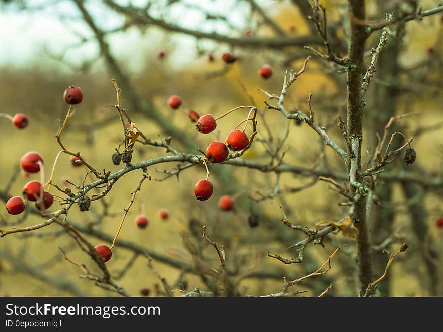 Rose hips on a bush with no leaves in the autumn.