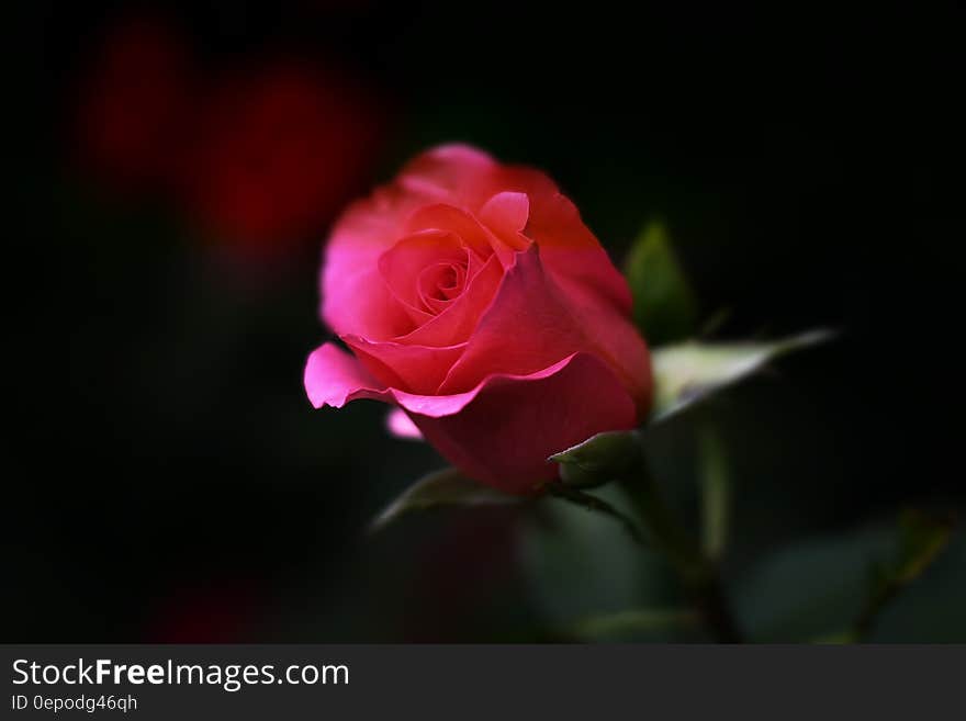 A red blooming rose with a dark background. A red blooming rose with a dark background.