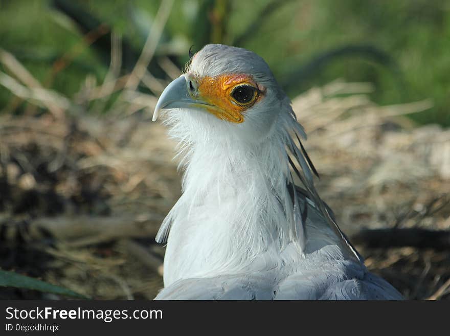 A secretary bird with white feathers in a nest. A secretary bird with white feathers in a nest.