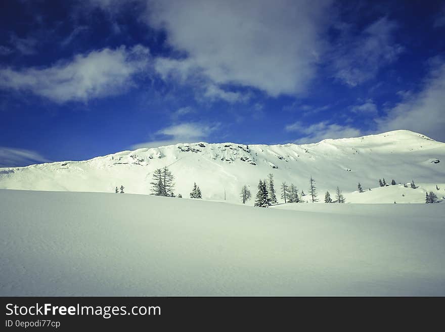 Green Pine Tree on White Snow Under Cloudy Blue Sky during Daytime