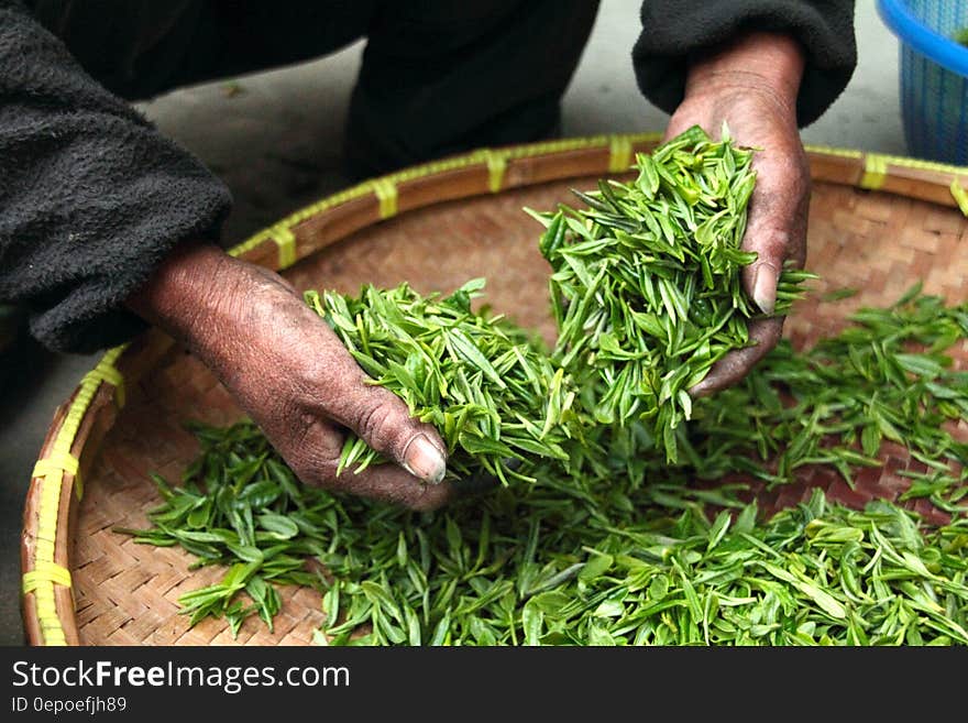 Male hands processing green tea leaves on woven tray. Male hands processing green tea leaves on woven tray.