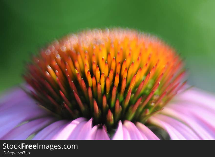 A close up of an Echinacea flower blossom.