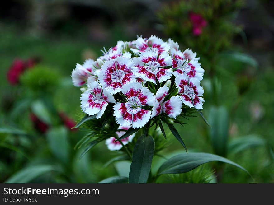 A bunch of Dianthus barbatus flowers in the garden.