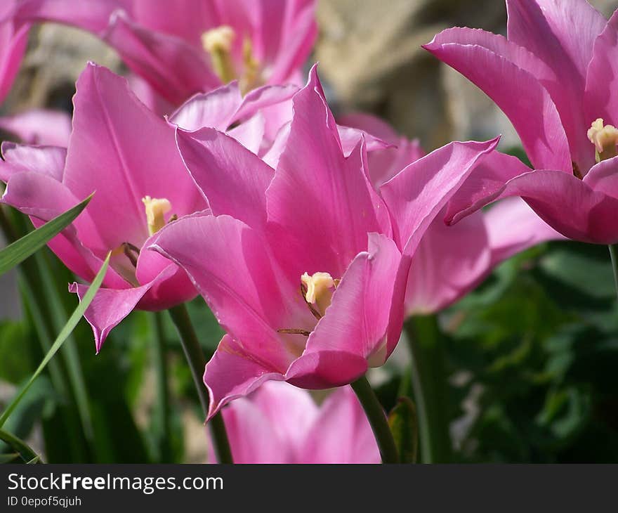 Pink Outdoor Flowers