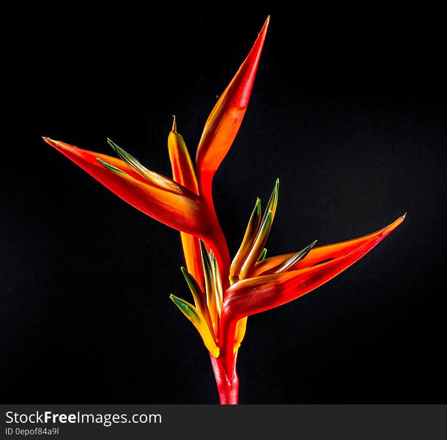 Red Leaf Plant