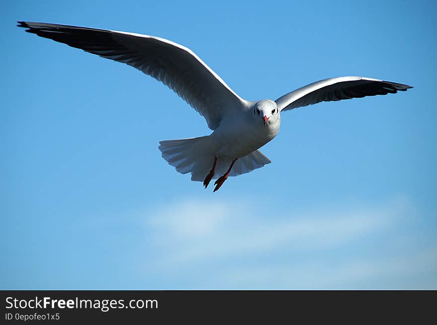 A seagull flying on blue skies. A seagull flying on blue skies.