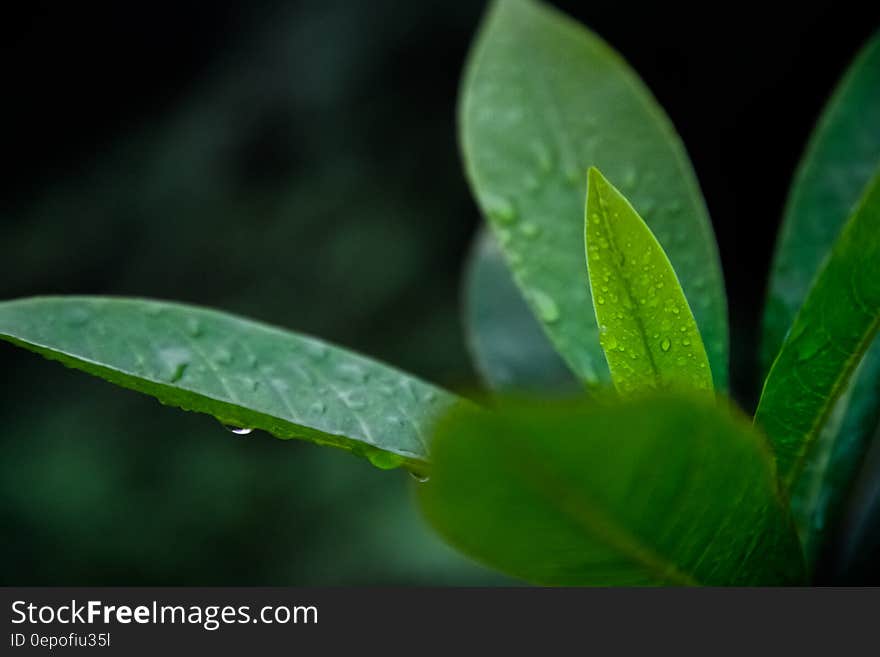 Green Leaf Plant