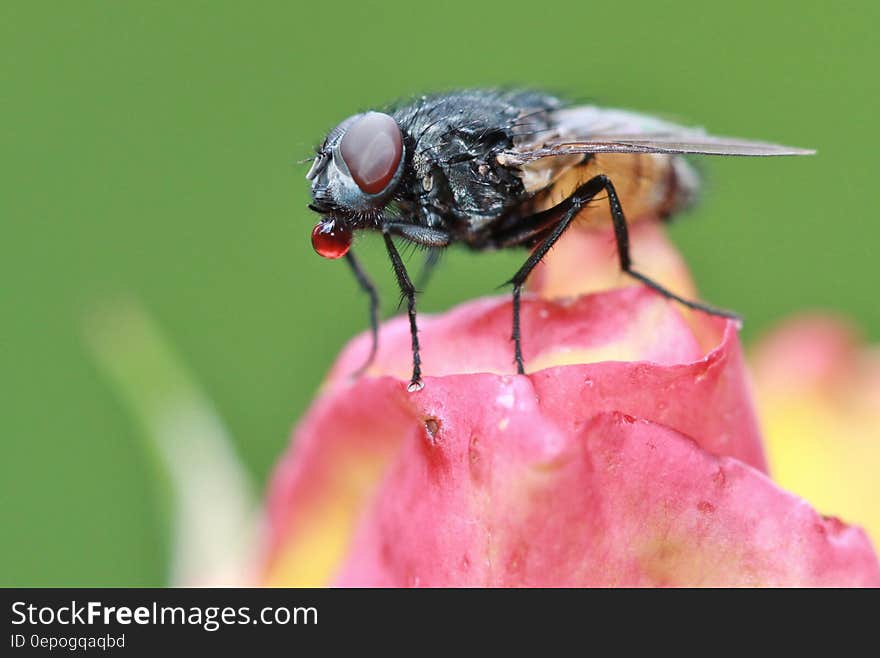 A close up of a fly standing on a rose bud. A close up of a fly standing on a rose bud.