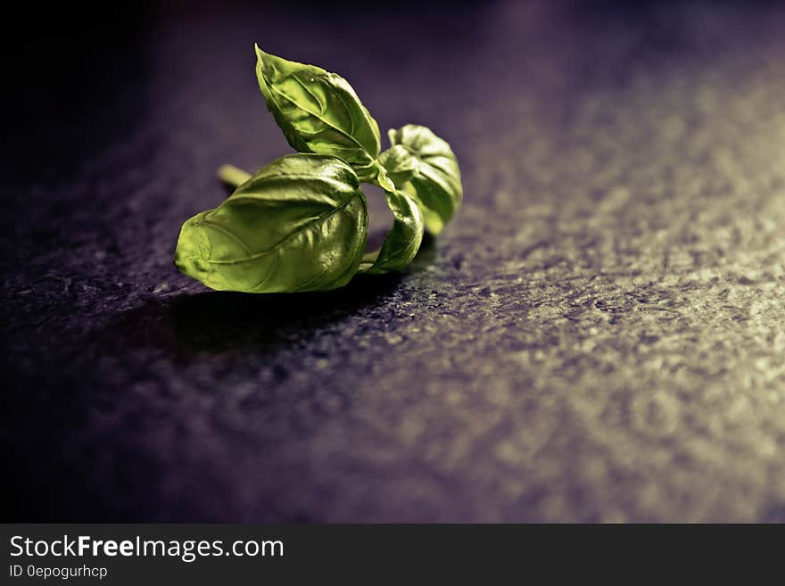 Green Leaf on Black Ground