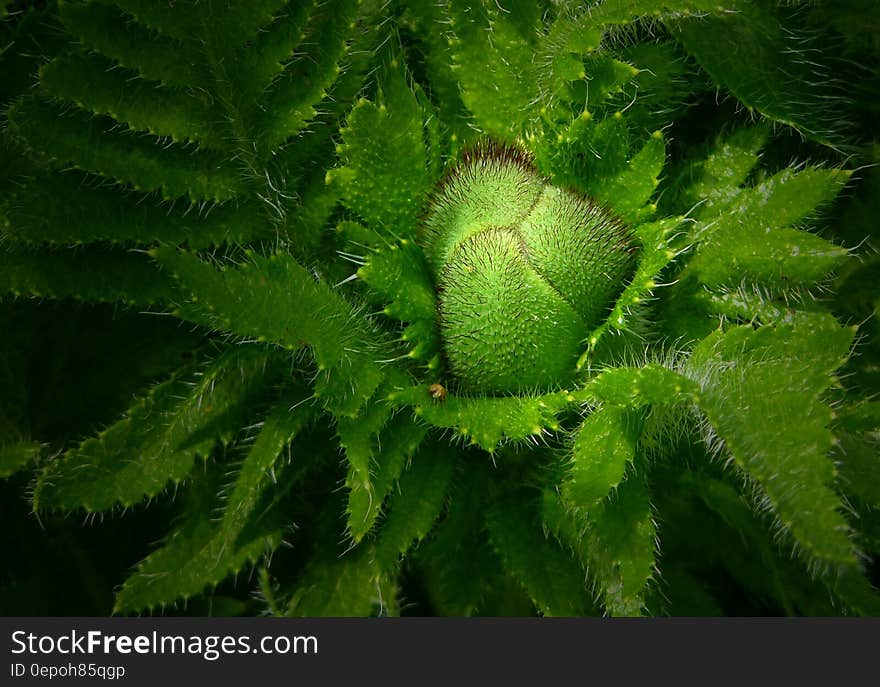 Green Spiked Edge Plant Close Up Photo