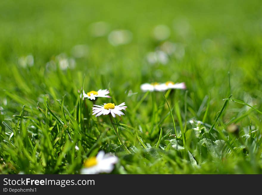 White and Yellow Flowers Under Sunny Sky during Daytime