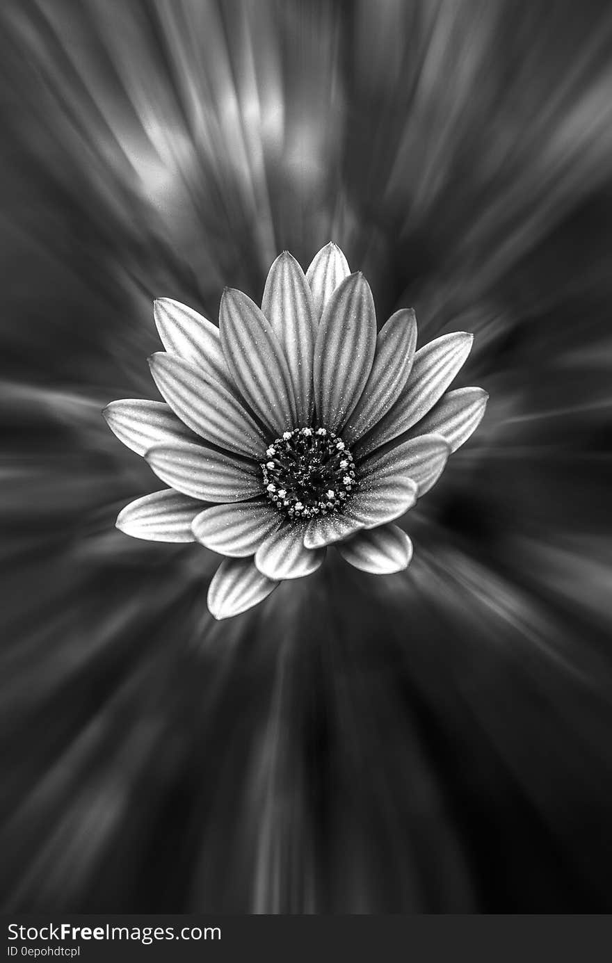 Artistically presented black and white daisy-like flower with light spokes radiating out from the flower on an otherwise dark background.