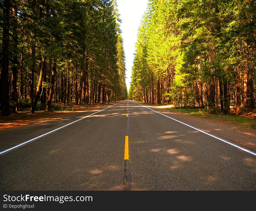 A straight road through an evergreen forest. A straight road through an evergreen forest.