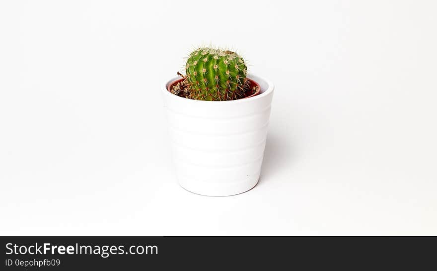 A cactus in a pot isolated on white. A cactus in a pot isolated on white.