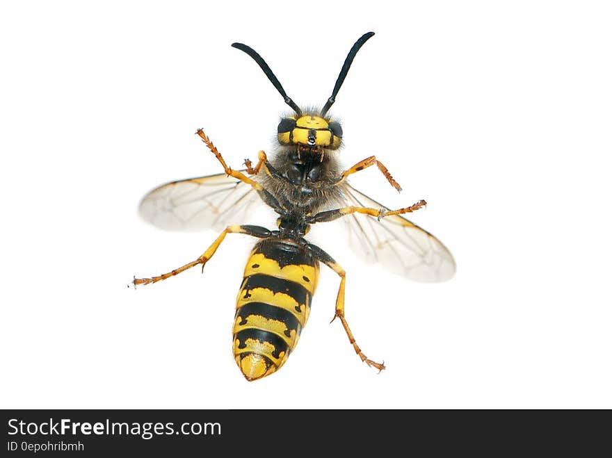 Yellow and Black Wasp