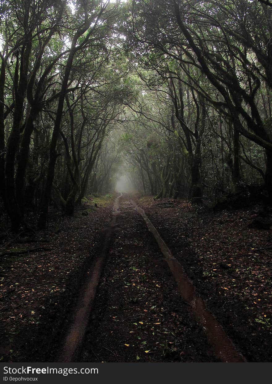 Brown Dirt Ground Pathway in Between Tall Tress at Daytime