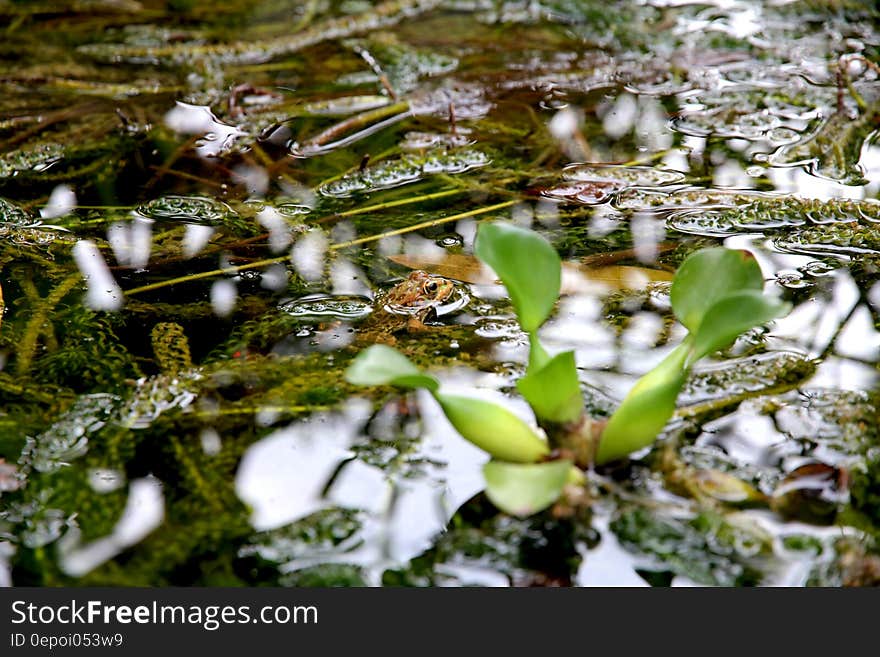 Green Leaf Plant during Daytime