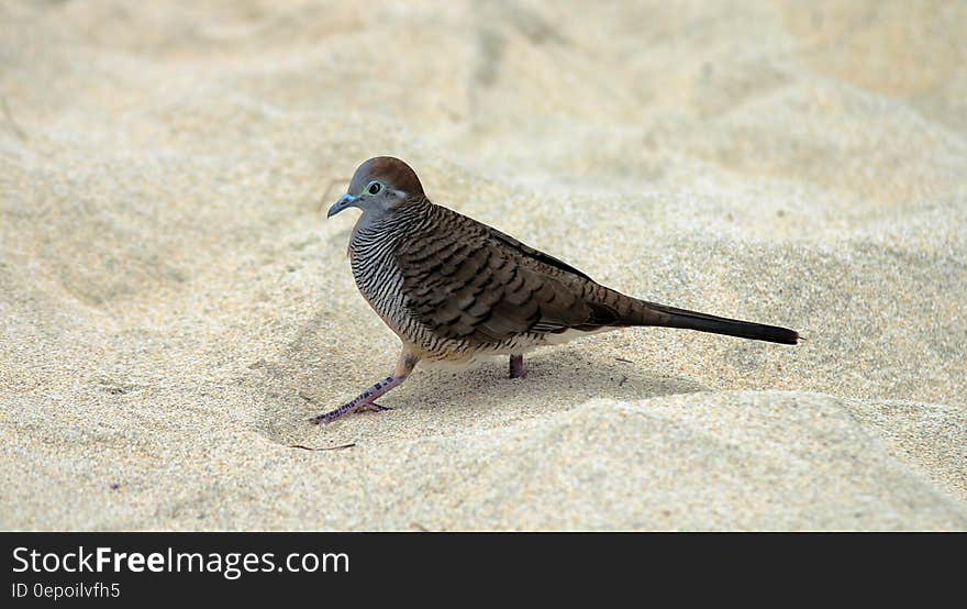 Gray and Black Bird on White Sand during Daytime