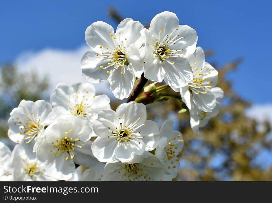 Close Up Photo of White Flower