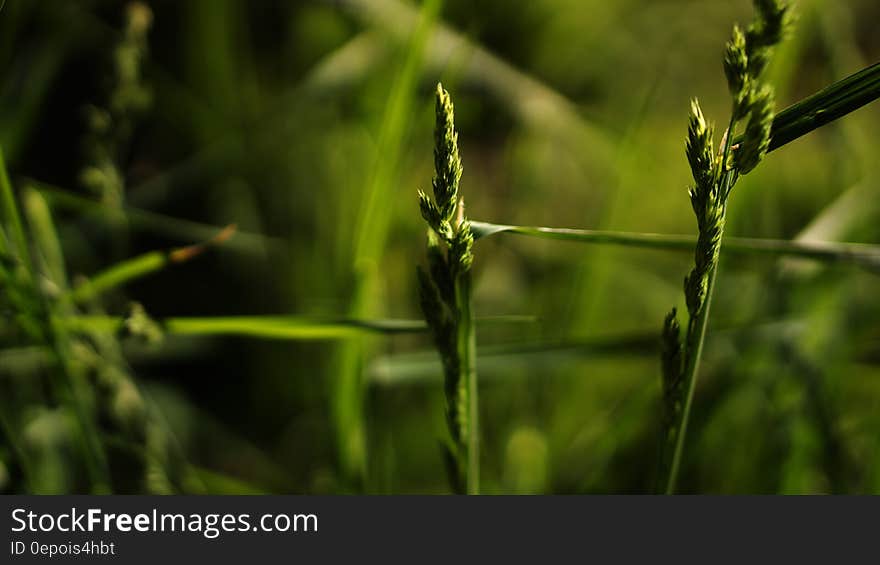 Close Up Photography Green Grass during Daytime