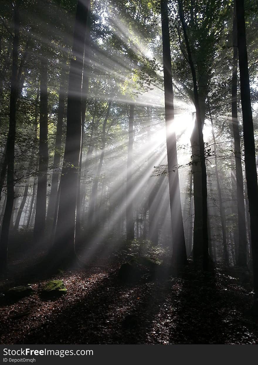 Green Tree Behind Sun Light