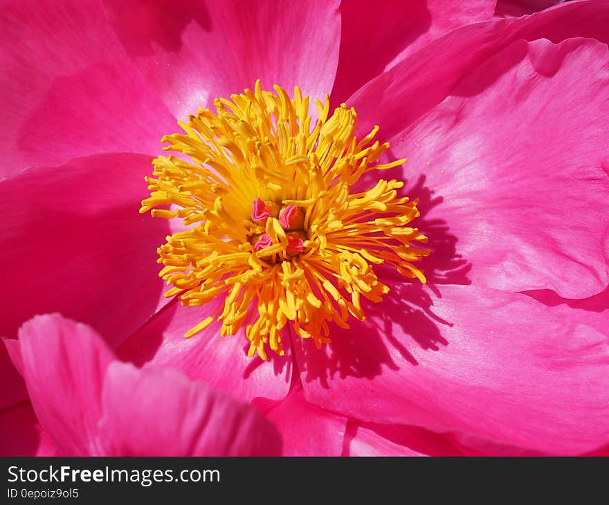 Pink and Yellow Flower