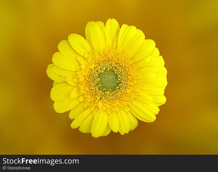 Yellow Daisy in Macro Shot