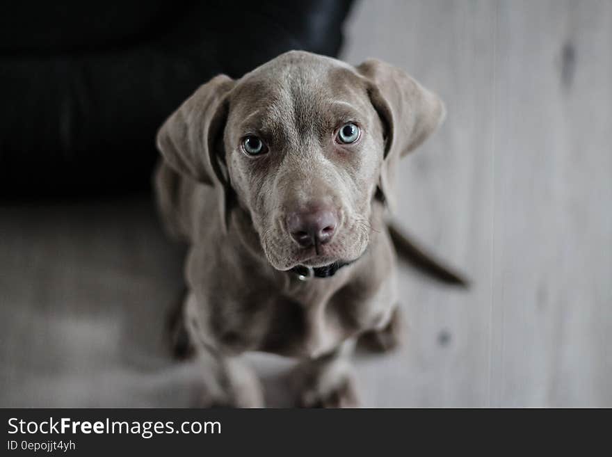 Black Short Coat Medium Dog on Floor