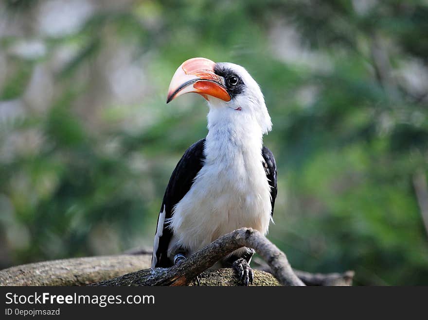 Profile portrait of hornbill bird perched on branch outdoors. Profile portrait of hornbill bird perched on branch outdoors.