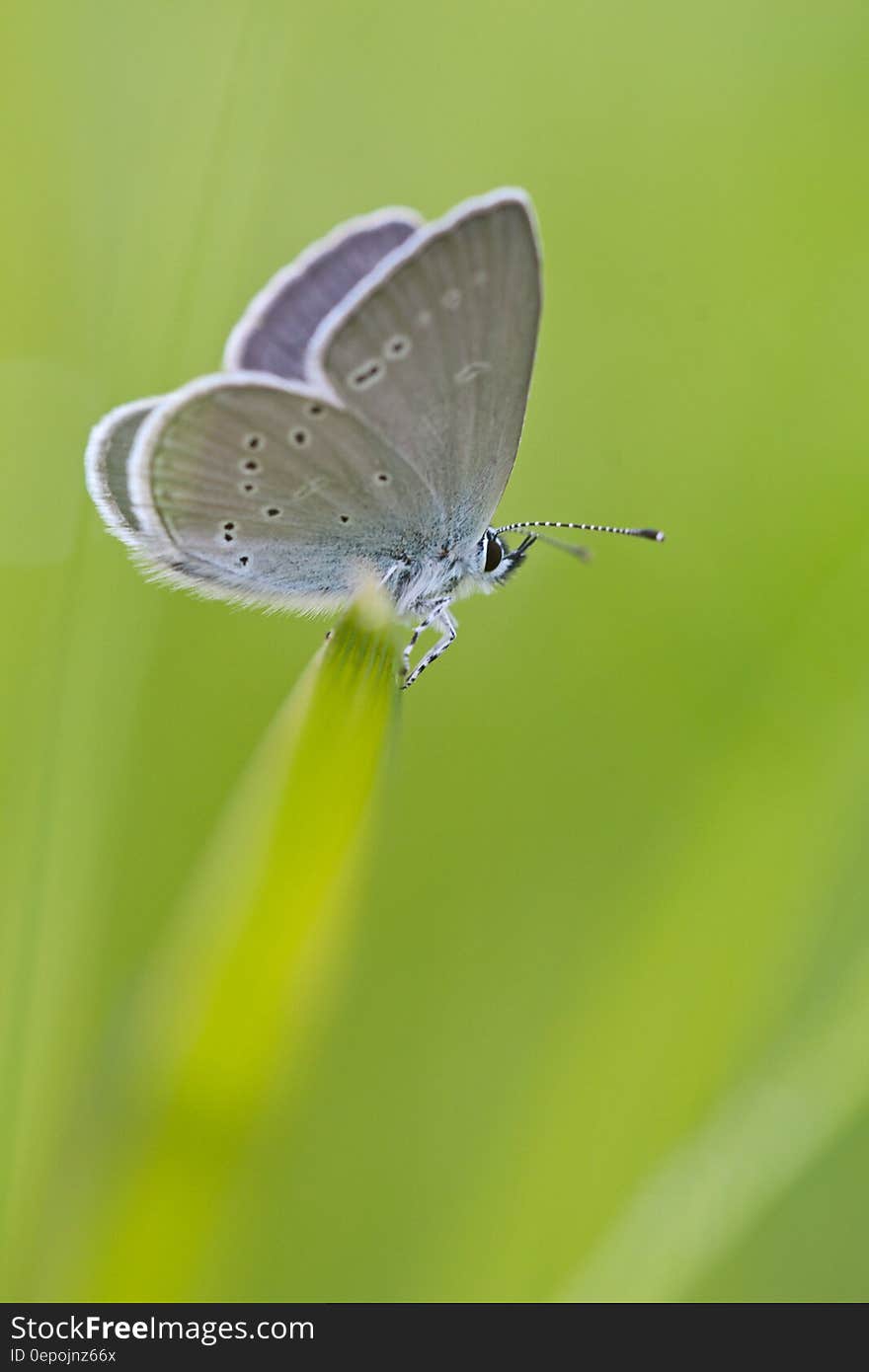 Gray White Moth Perched on Green Grass