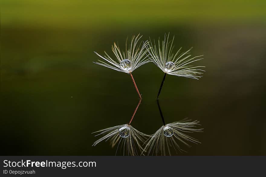 Two fluffy white flowers reflecting on still water surface. Two fluffy white flowers reflecting on still water surface.