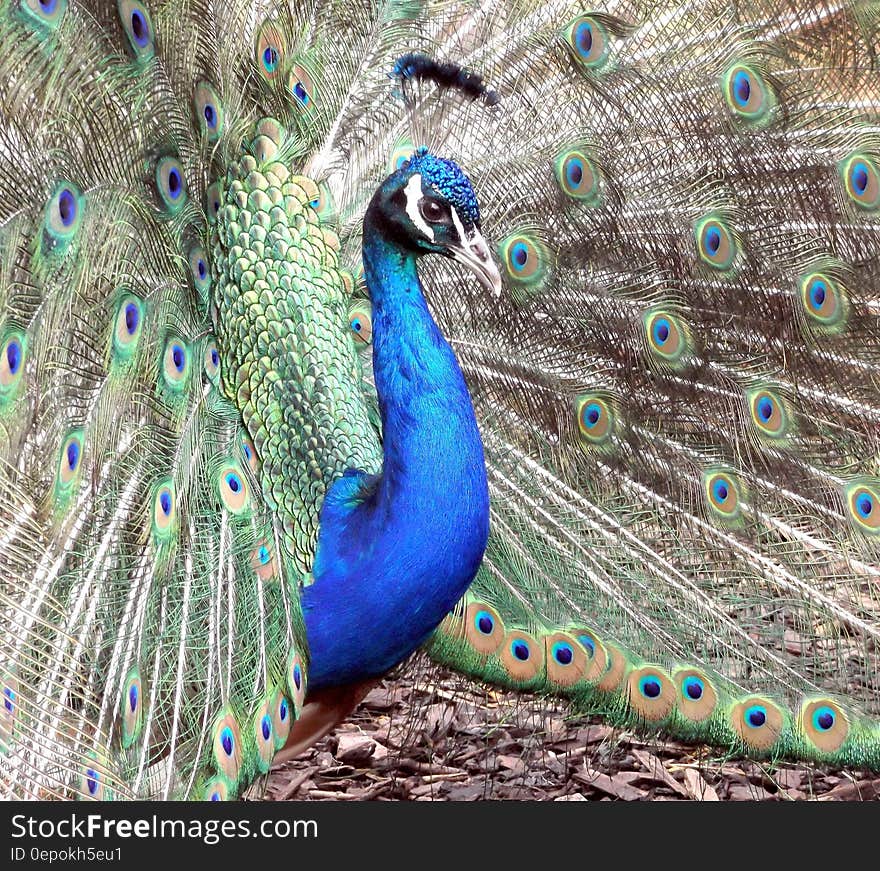 Blue Peacock