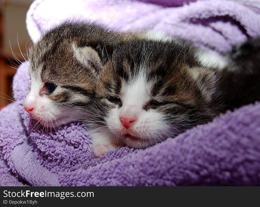 Black Brown and White Kittens in Purple Towel