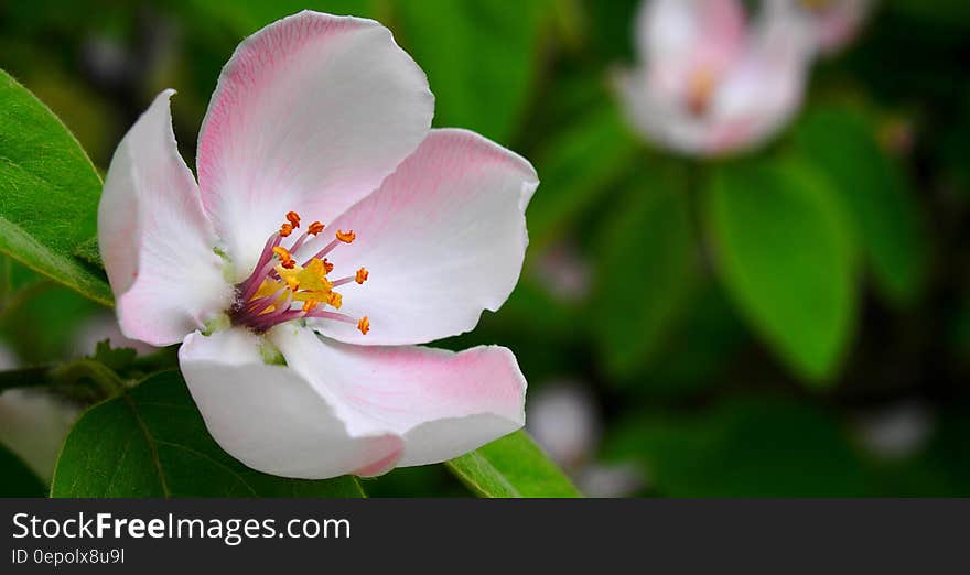 Springtime with pink and white apple blossom flower closeup, background of green leaves. Springtime with pink and white apple blossom flower closeup, background of green leaves.