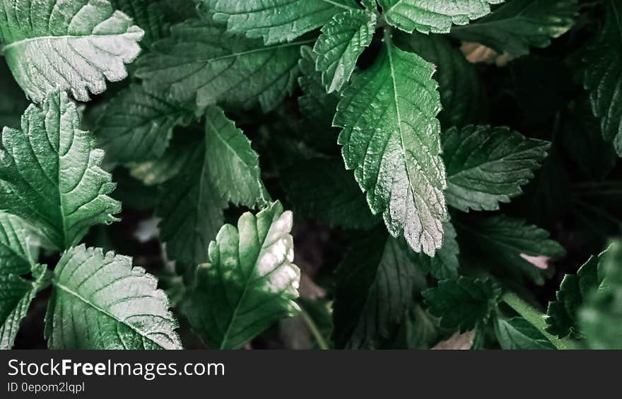 Closeup of plant with green leaves.