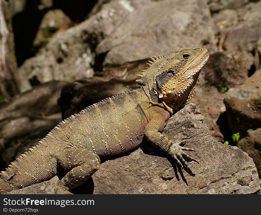 Australian brown crest water dragon sunning on outdoor rock. Australian brown crest water dragon sunning on outdoor rock.