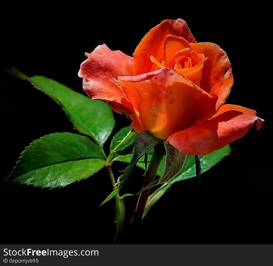 Red rose in full bloom isolated on black.