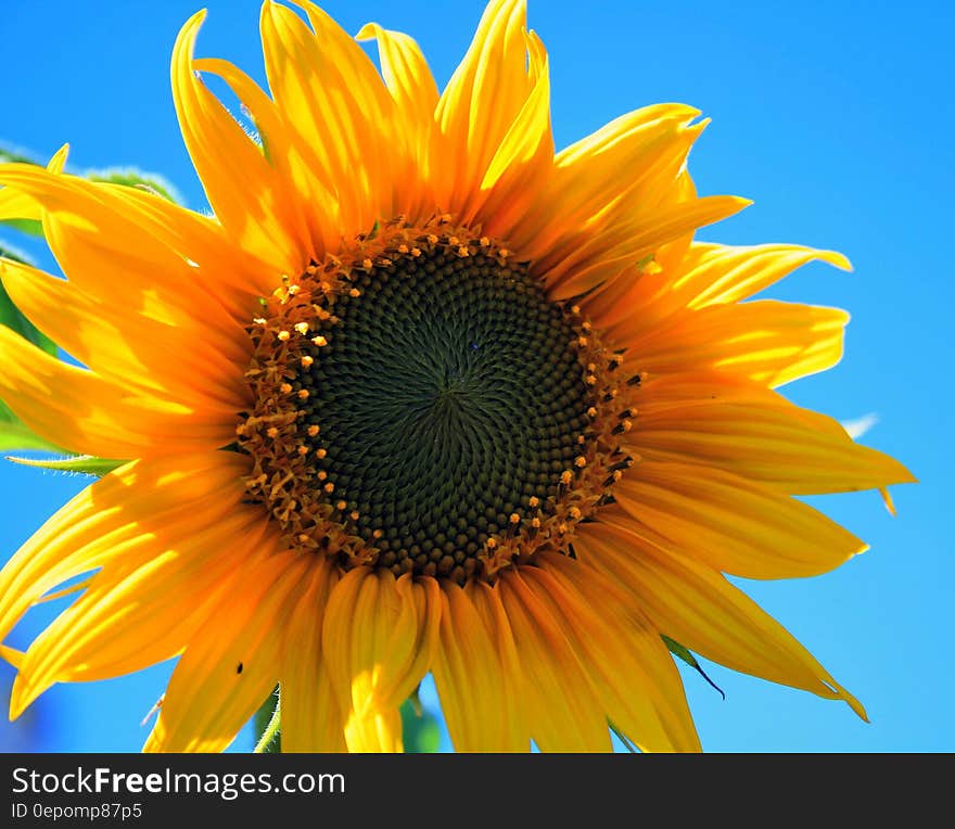 Yellow Multi Petaled Flower Closeup Photography Under Blue Sky during Daytime