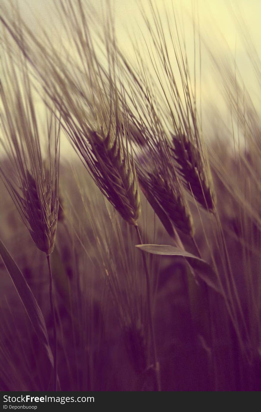 A sepia tone image of ripe wheat or other cereal crop on the field.