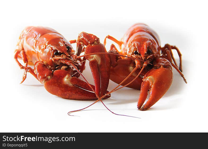 Orange Freshwater Lobsters